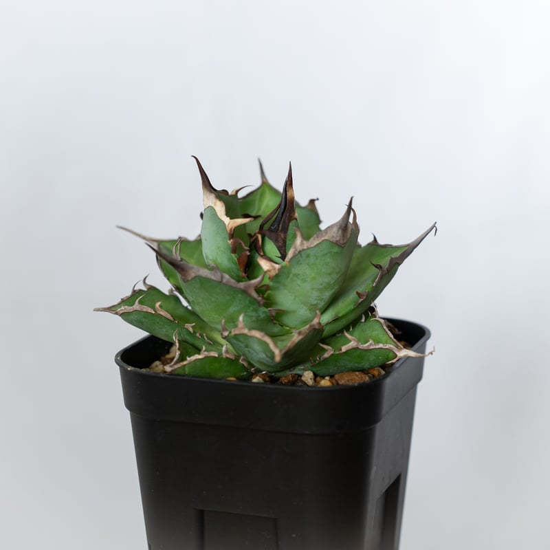 アガベ　チタノタ　ハデス　親株　agave アガベ チタノタ銘品3種セット（ブラック＆ブルー・シーザー