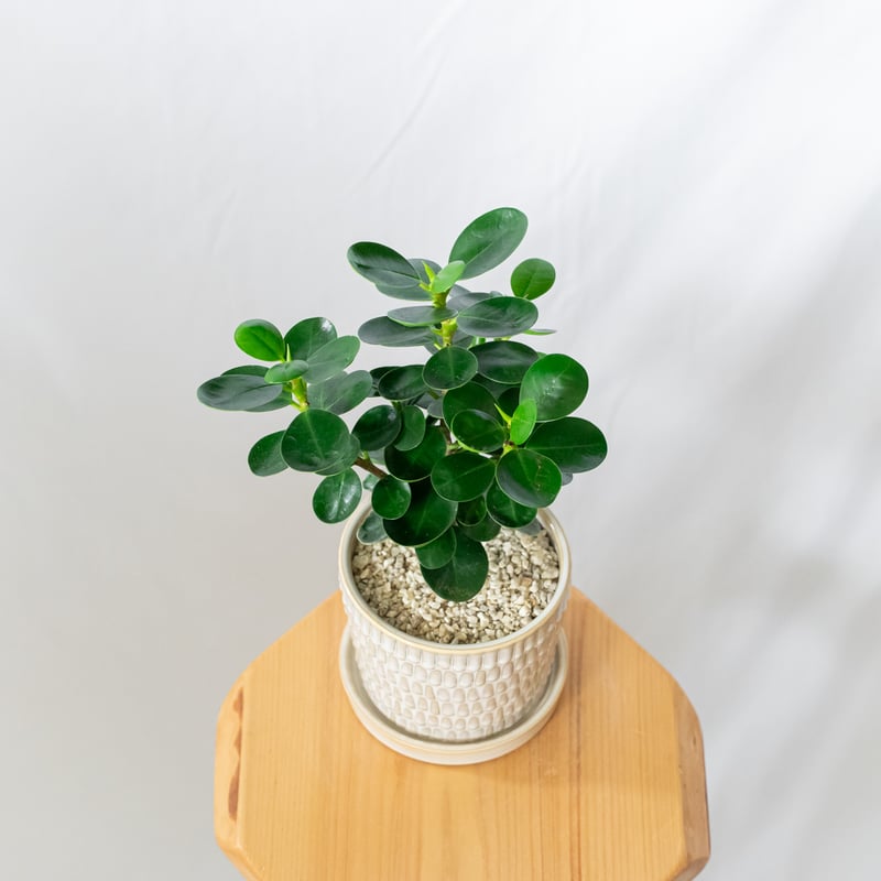 パンダガジュマル タイワンガジュマル 鉢セット Ficus microcarpa