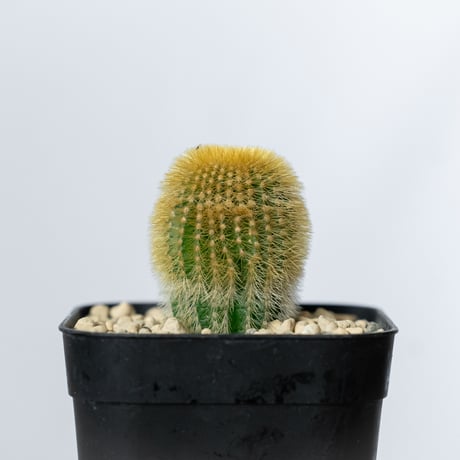 ユーベルマニア エリオカクトイデス 実生 Uebelmannia pectinifera v. eriocactoides サボテン 多肉植物 珍奇植物 静岡 ANTIDOTE 通販 S1483