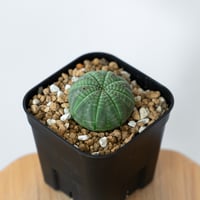 ユーフォルビア オベサ 実生 Euphorbia obesa 多肉植物 珍奇植物 静岡 ANTIDOTE 通販 S1462