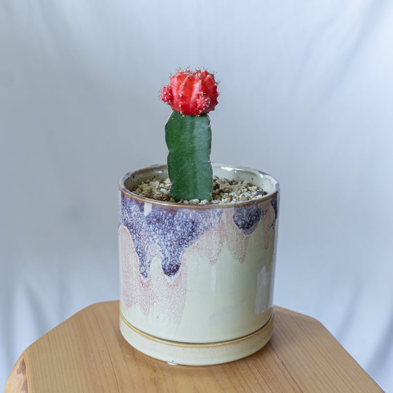 ギムノカリキウム ヒボタン 緋牡丹 鉢セット サボテン 多肉植物 静岡