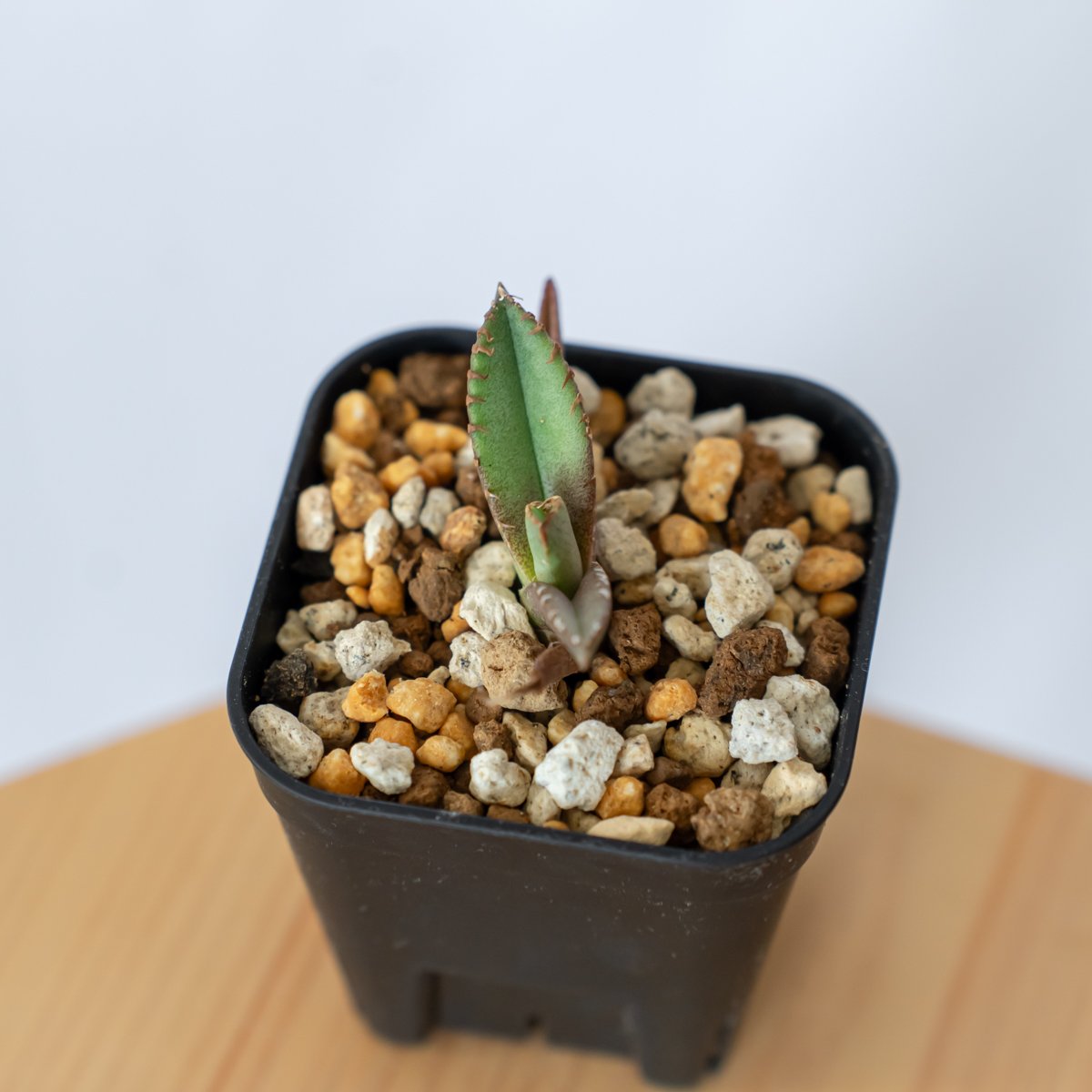 アガベ チタノタ 鰐亀 ワニガメ TC株 Agave titanota alligator s