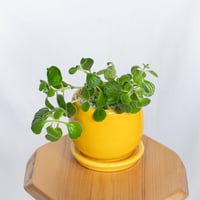 アロマティカス 鉢セット キューバンオレガノ Aromaticus 多肉植物  観葉植物 静岡 ANTIDOTE 通販S1052
