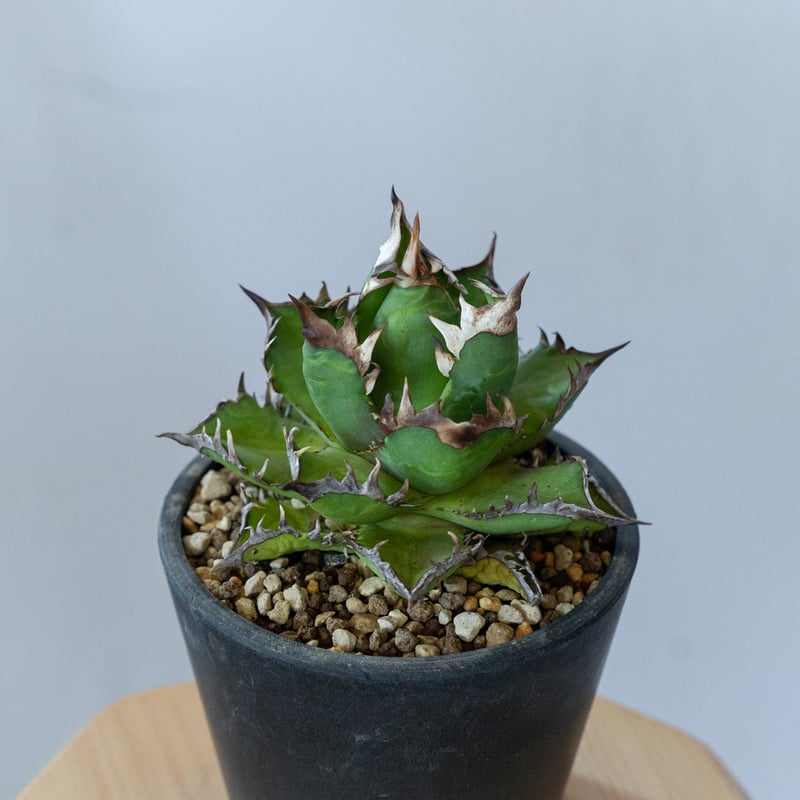 姫厳竜・レッドキャットウィーズル　アガベ 2株セット　根付き 姫厳竜・レッドキャットウィーズル アガベ 2株セット 根付き 姫厳竜