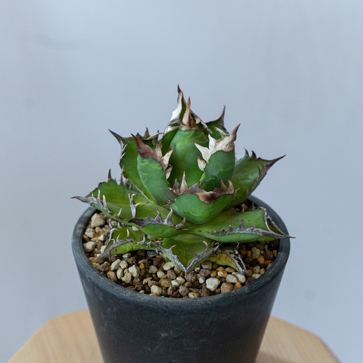 アガベ チタノタ ゴリ姫 レッドキャットウィーズル ゴリ猫 姫厳竜