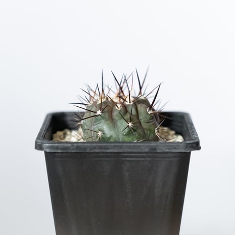 コピアポア 黒王丸 Copiapoa cinerea サボテン 多肉植物 珍奇植物 静岡 ANTIDOTE 通販 S1471