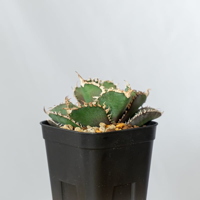 アガベ チタノタ 金剛 美株【発根管理中】TC株 Agave titanota