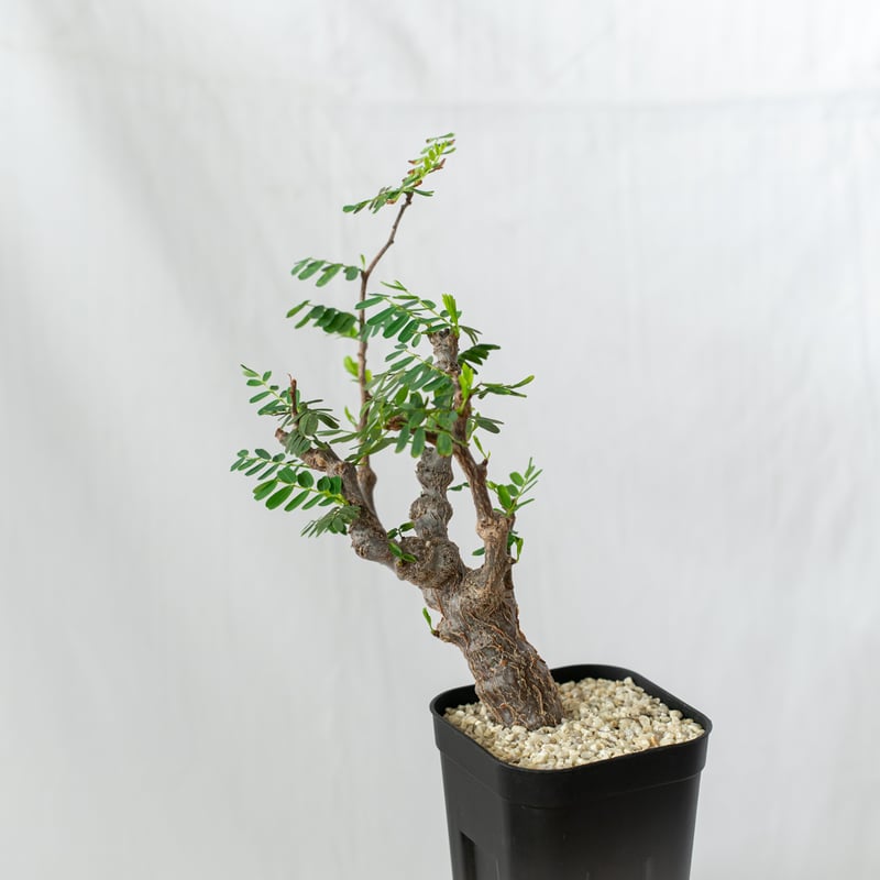 センナ メリディオナリス 輸入株 Senna Meridionalis コーデックス