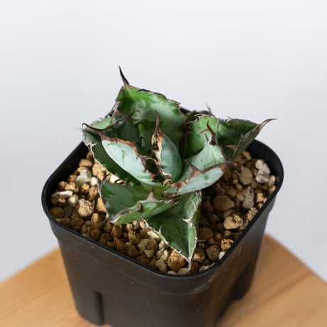 アガベ チタノタ ブラックアンドブルー BB  OC株【発根管理中】Agave titanota Black & Blue 多肉植物 珍奇植物 静岡 ANTIDOTE 通販 S1311