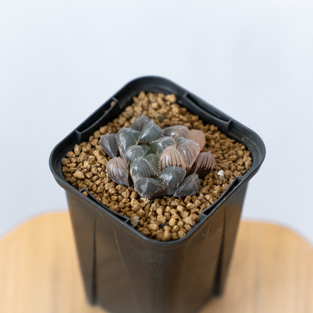 *.ブラックオブツーサ錦 大苗 *. ハオルシア * ハオルチア *多肉植物 * ハオルチア ブラックオブツーサ錦 Haworthia obtusa Black 多肉