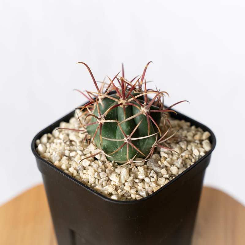 サボテン　フェロカクタス　【神仙玉】20㎝オーバー サボテン：フェロカクタス 神仙玉 南方形*幅16cm 現品！一品