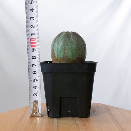 ユーフォルビア オベサ 実生 Euphorbia obesa 多肉植物 珍奇植物 静岡 ANTIDOTE 通販 S1430