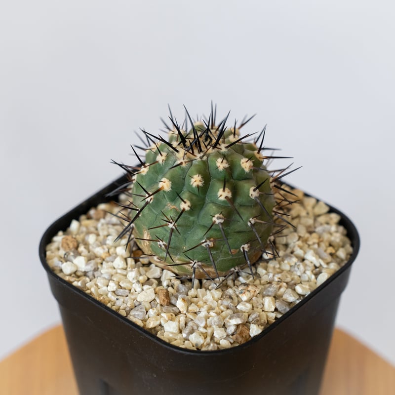 コピアポア 黒王丸 実生 Copiapoa cinerea サボテン 多肉植物 珍奇植物