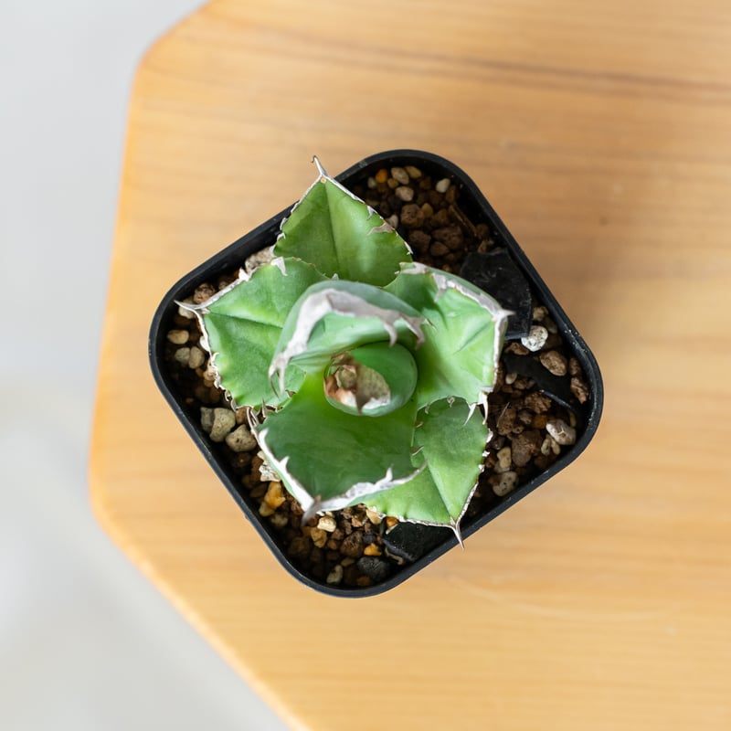 アガベ チタノタ 白犀牛 【発根管理中】シロサイ TC株 Agave titanota