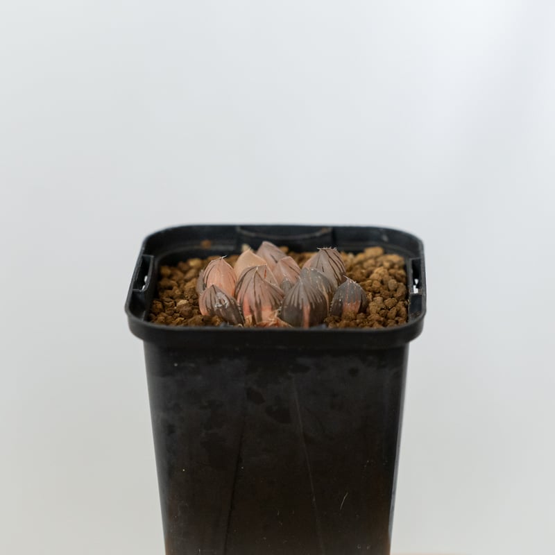 ハオルチア ブラックオブツーサ錦 Haworthia obtusa Black 多肉植物