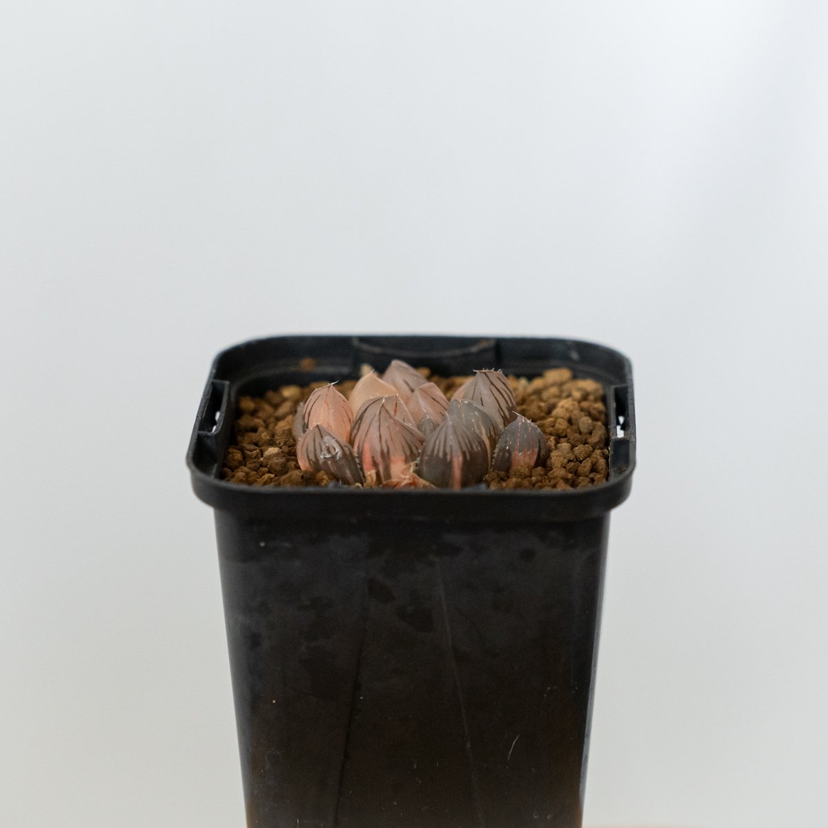ハオルチア ブラックオブツーサ錦 Haworthia obtusa Black 多肉植物