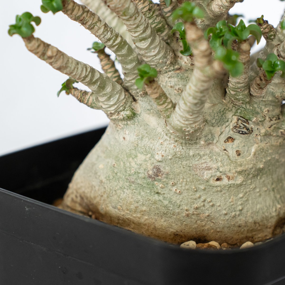 アデニウム アラビカム ドーセットホーン 獅子葉 輸入株 Adenium