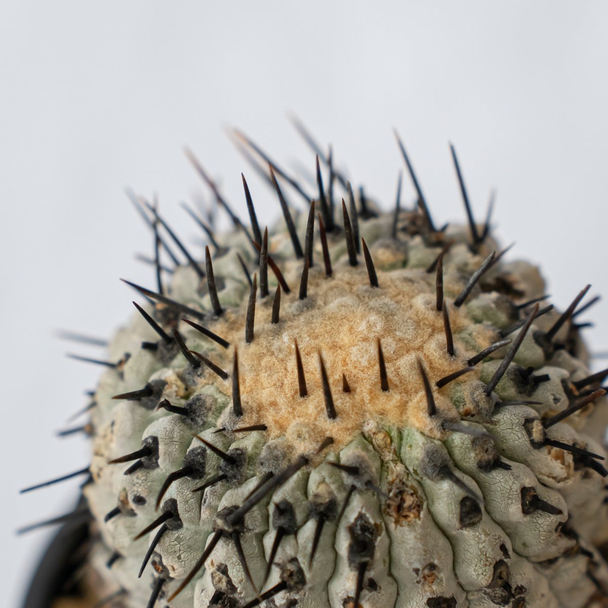 コピアポア 黒王丸 現地株Copiapoa cinerea サボテン 多肉植物 珍奇