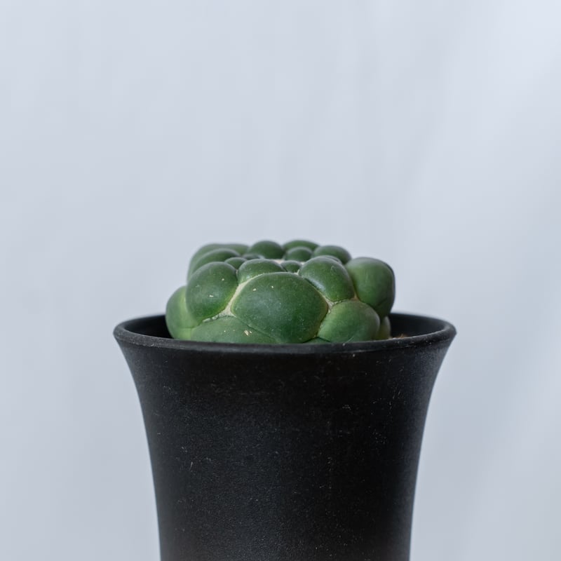 コリファンタ 刺無象牙丸 美株 実生 Coryphantha elephantidens サボ