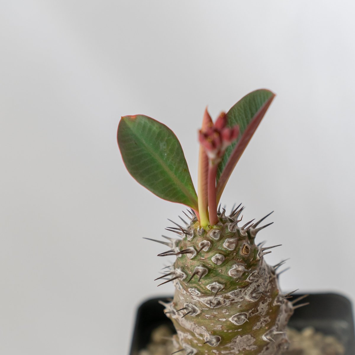ユーフォルビア パキポディオイデス植え【発根・多肉植物・美株】 ユーフォルビア パキポディオイデス 美株 Euphorbia pachypodioides 多