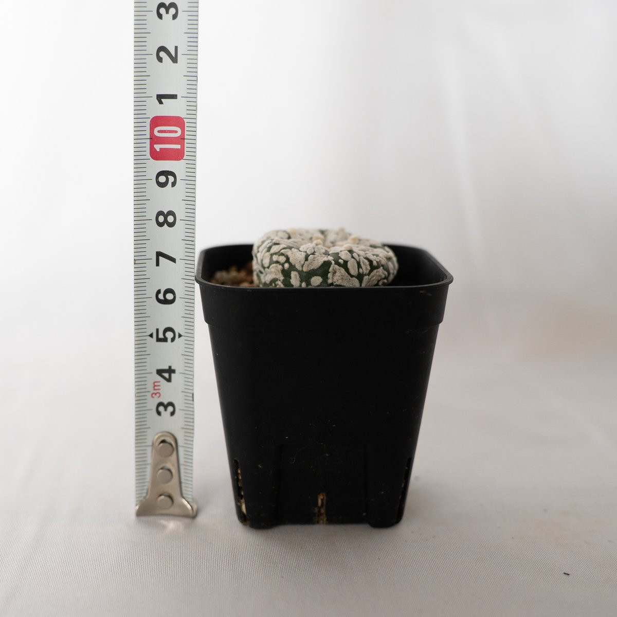 アストロフィツム スーパー兜 Vタイプ アロータイプ Astrophytum