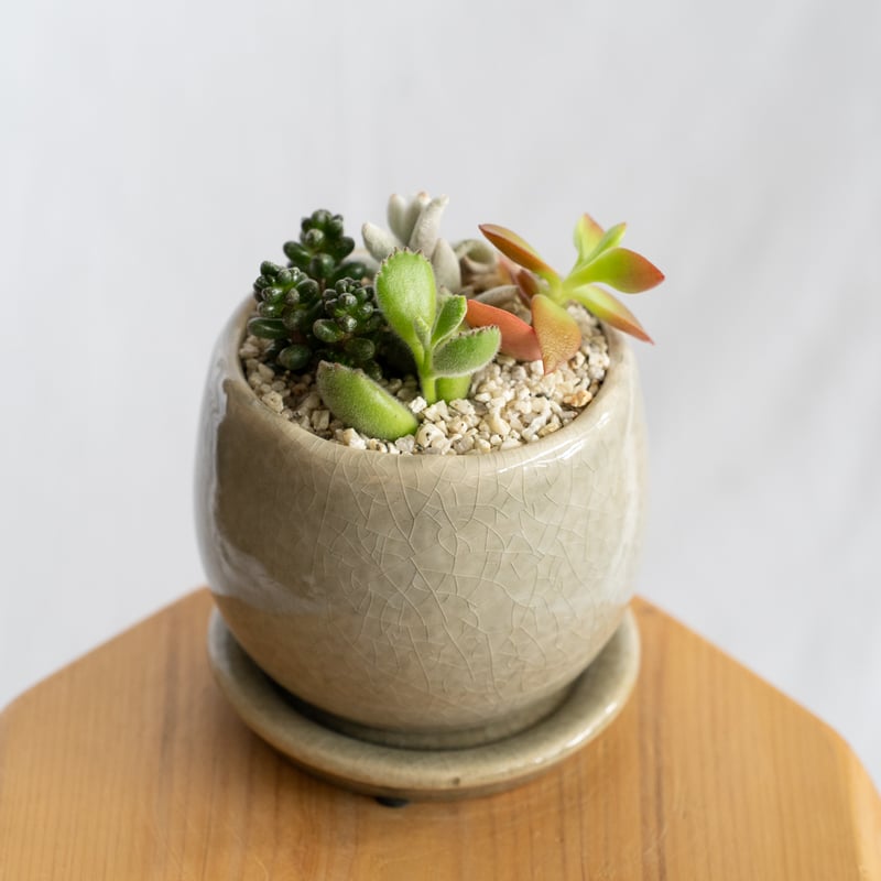 多肉植物 寄せ植え 鉢セット インテリア 多肉植物 観葉植物 珍奇植物