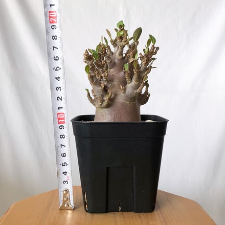 アデニウム アラビカム ブラックスキン Adenium Arabicum Black Skin 塊根植物 コーデックス 珍奇植物 多肉植物 静岡 ANTIDOTE 通販 S1427