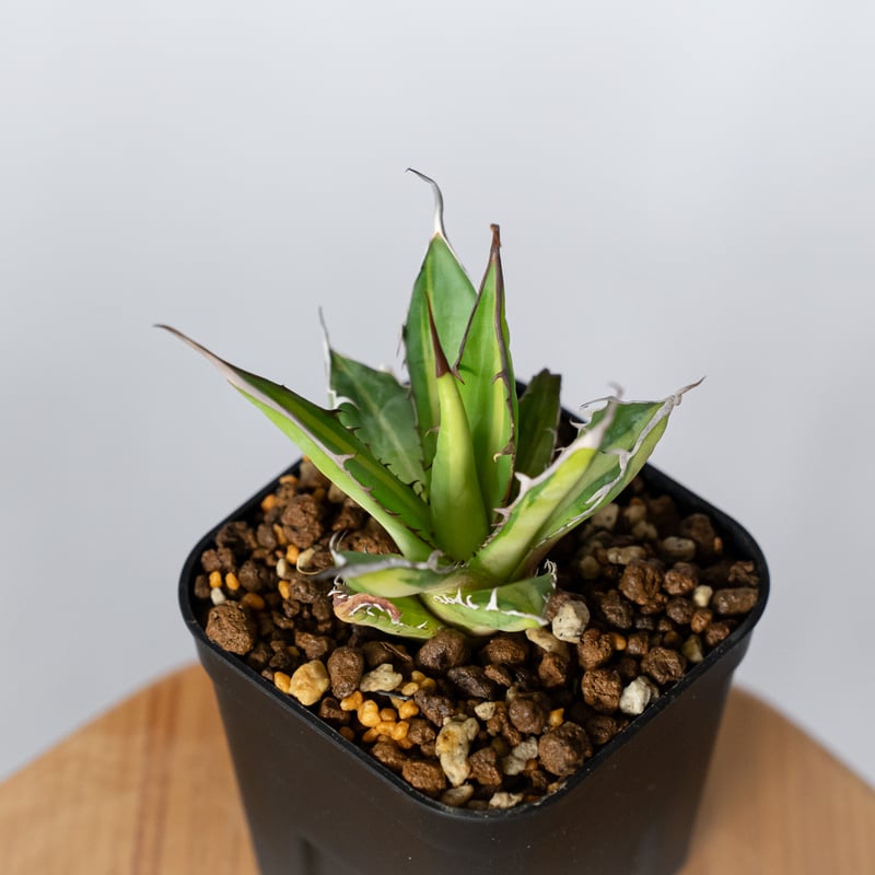 アガベ ホリダ 黄中斑 TC株【発根管理中】斑入り Agave horrida 多肉