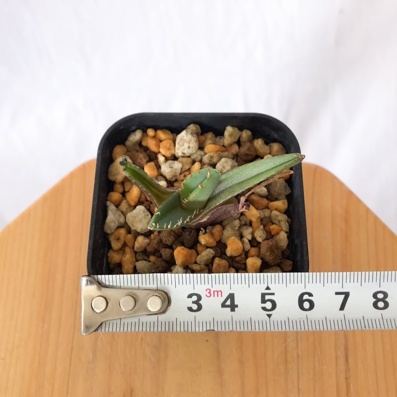 【確認用】リクエスト出品　鰐亀TC アガベ チタノタ 鰐亀 ワニガメ TC株 Agave titanota alligator s