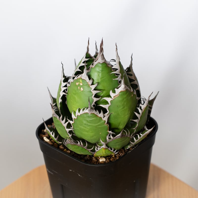 アガベ ホリダ 美株 【発根管理中】OC株 Agave horrida 多肉植物 珍奇