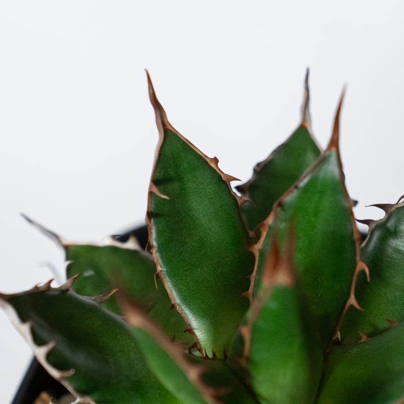 アガベ 姫ホリダ OC株【発根管理中】Agave horrida 多肉植物 珍奇植物