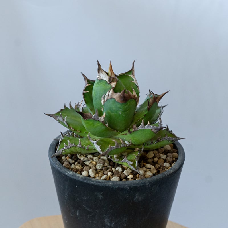 アガベ チタノタ ゴリ姫 レッドキャットウィーズル ゴリ猫 姫厳竜