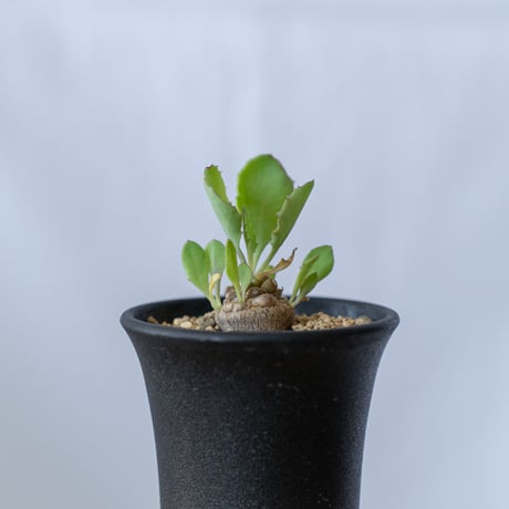 オトンナ ヘレー Othonna herrei 塊根植物 コーデックス 冬型 多肉植物 珍奇植物 静岡 ANTIDOTE 通販 S301