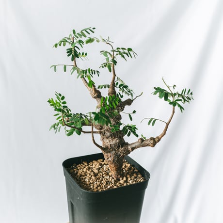 現地球・発根済】センナ メリディオナリス 鉢付き 塊根植物 コーデック 