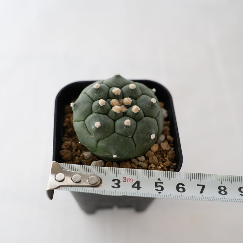 アストロフィツム 亀甲兜 Astrophytum 多肉植物 サボテン 珍奇