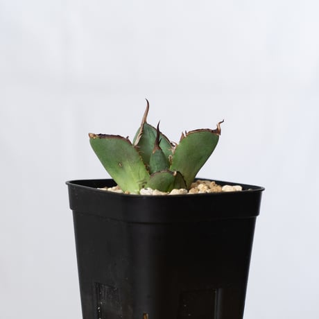 アガベ チタノタ 純血ジャガーノート OC株 Agave titanota Juggernaut 多肉植物 珍奇植物 静岡 通販 ANTIDOTE S707
