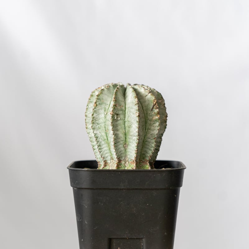 ユーフォルビア ホリダ Euphorbia horrida 多肉植物 珍奇植物 ANTIDOT