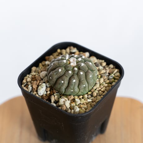 アストロフィツム 亀甲兜 リザードスキン 綴化 実生 Astrophytum Asteria 多肉植物 サボテン 珍奇植物 静岡 ANTIDOTE 通販 S1244
