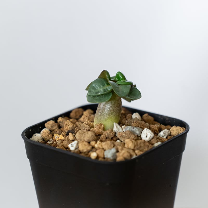 アデニウム アラビカム ドーセットホーン 獅子葉 実生 Adenium