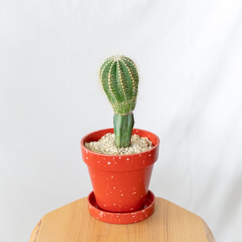 ノトカクタス マグニフィカス 英冠玉 鉢セット【エコポット