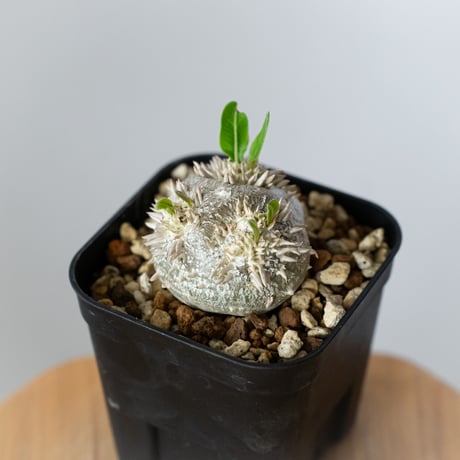 パキポディウム ブレビカウレ 恵比寿笑い 実生 Pachypodium brevicaule 塊根植物 コーデックス 多肉植物 珍奇植物 静岡 ANTIDOTE 通販 S1436