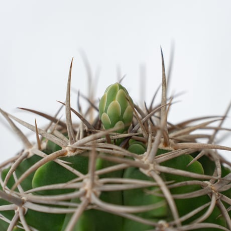 ギムノカリキウム フェロシオール 実生 Gymnocalycium hybopleurum v. ferocior サボテン 多肉植物 珍奇植物 静岡 ANTIDOTE 通販 S641