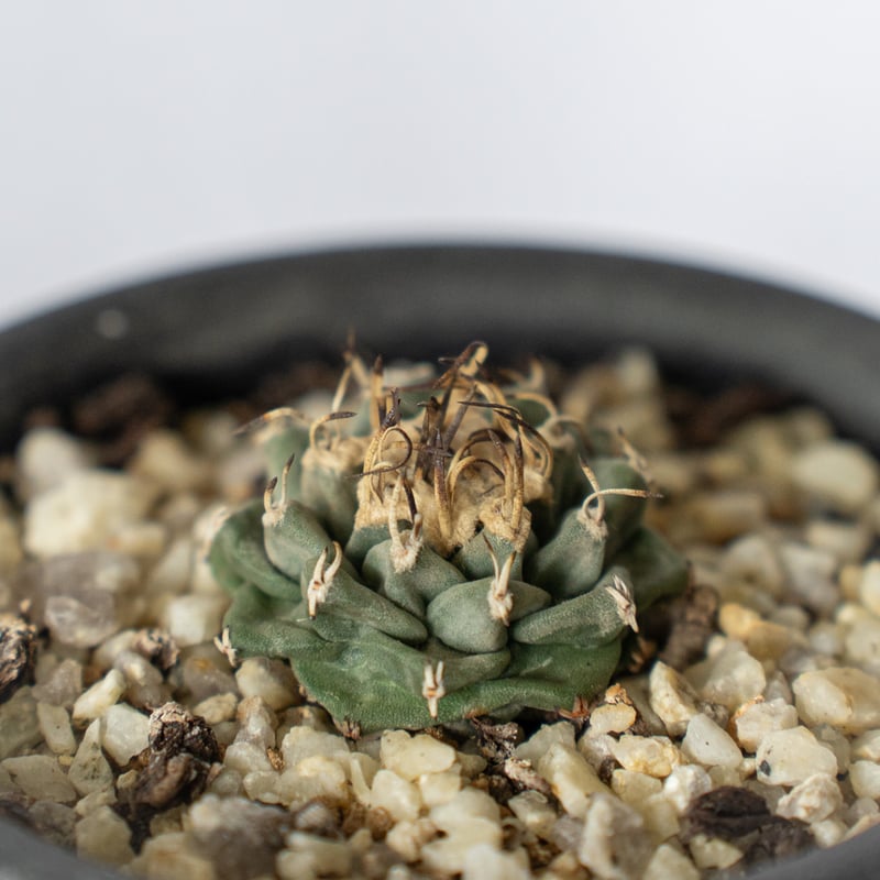 ツルビニカルプス アロンソイ Turbinicarpus alonsoi サボテン 多肉