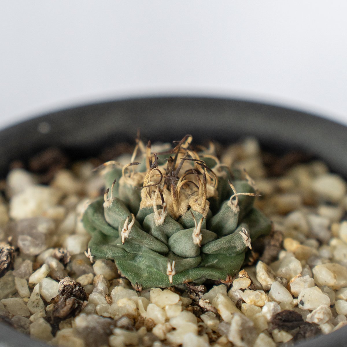 ツルビニカルプス アロンソイ Turbinicarpus alonsoi サボテン 多肉