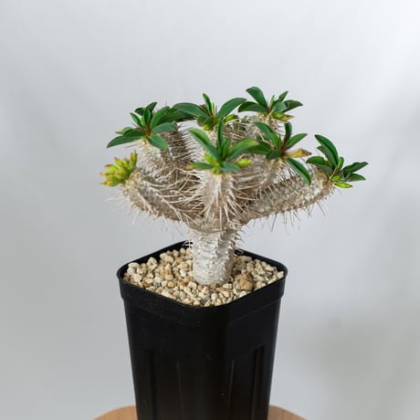 ユーフォルビア ギラウミニアナ 実生 Euphorbia guillauminiana 多肉植物 珍奇植物 ANTIDOTE 静岡 通販 S1457