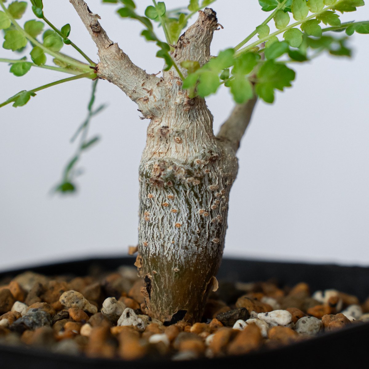 ボスウェリア ネグレクタ 実生 Boswellia neglecta 多肉植物 珍奇植物
