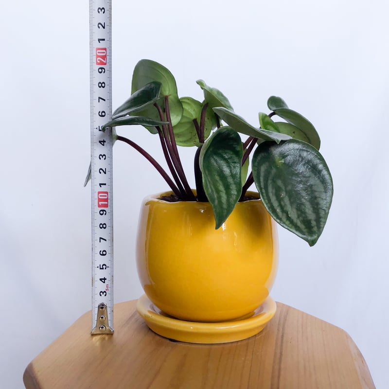 スイカぺぺ ペペロミア サンデルシー 鉢セット Peperomia argyreia