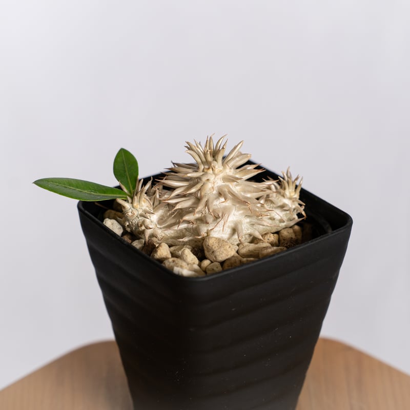 パキポディウム エブレネウム 実生 Pachypodium eburneum 塊根植物