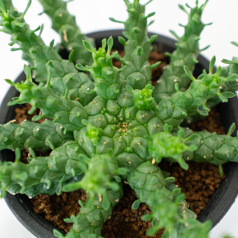 ユーフォルビア・ゴルゴニス（大） ユーフォルビア ゴルゴニス | hanayoshi-botanical