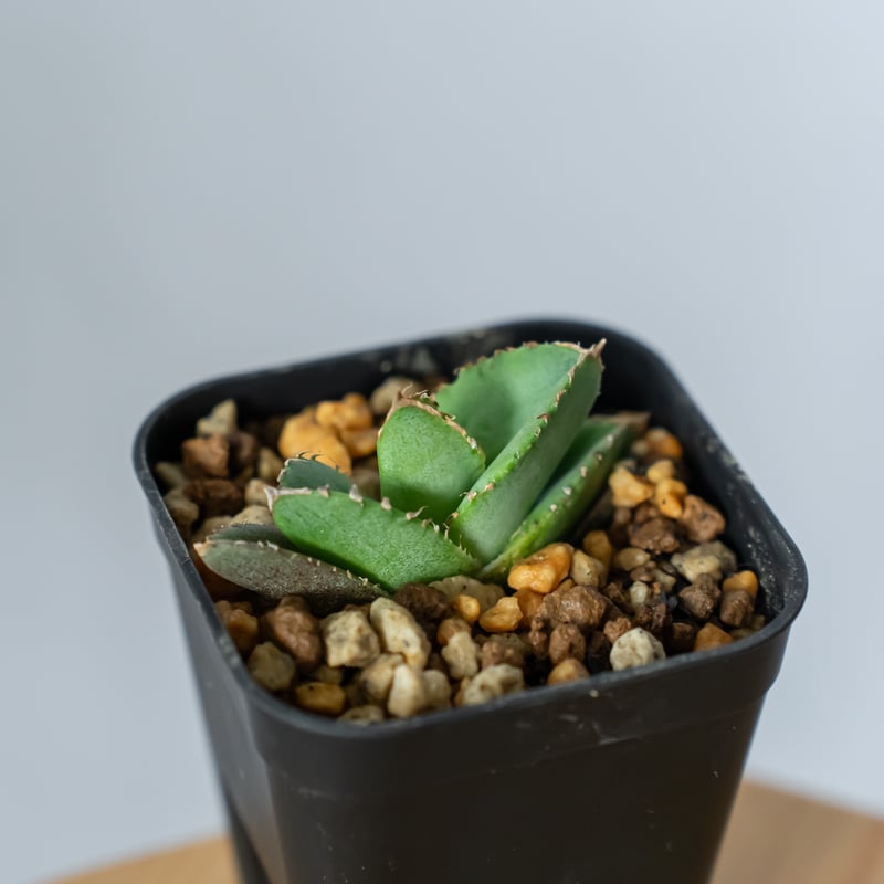 アガベ チタノタ 氷雹【発根管理中】TC株 Agave titanota HYO